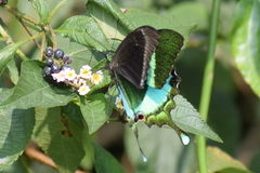 Papilio crino