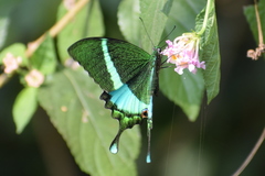 Papilio crino