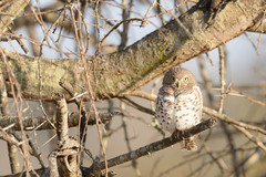 Glaucidium capense