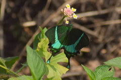 Papilio crino