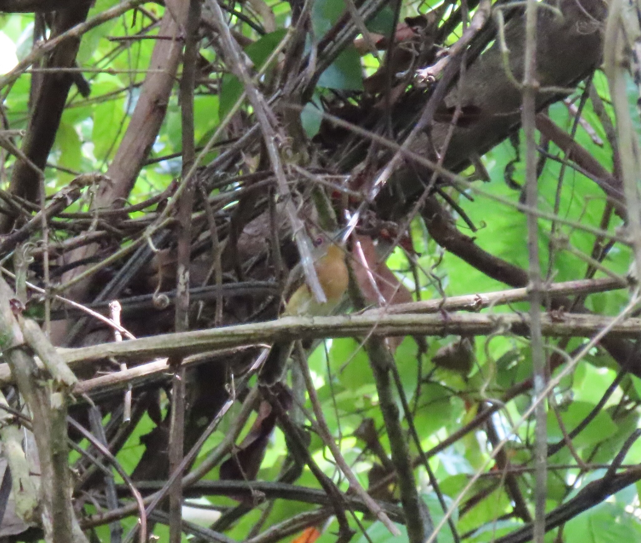Grey-cheeked Nunlet (Nonnula frontalis), photo 9