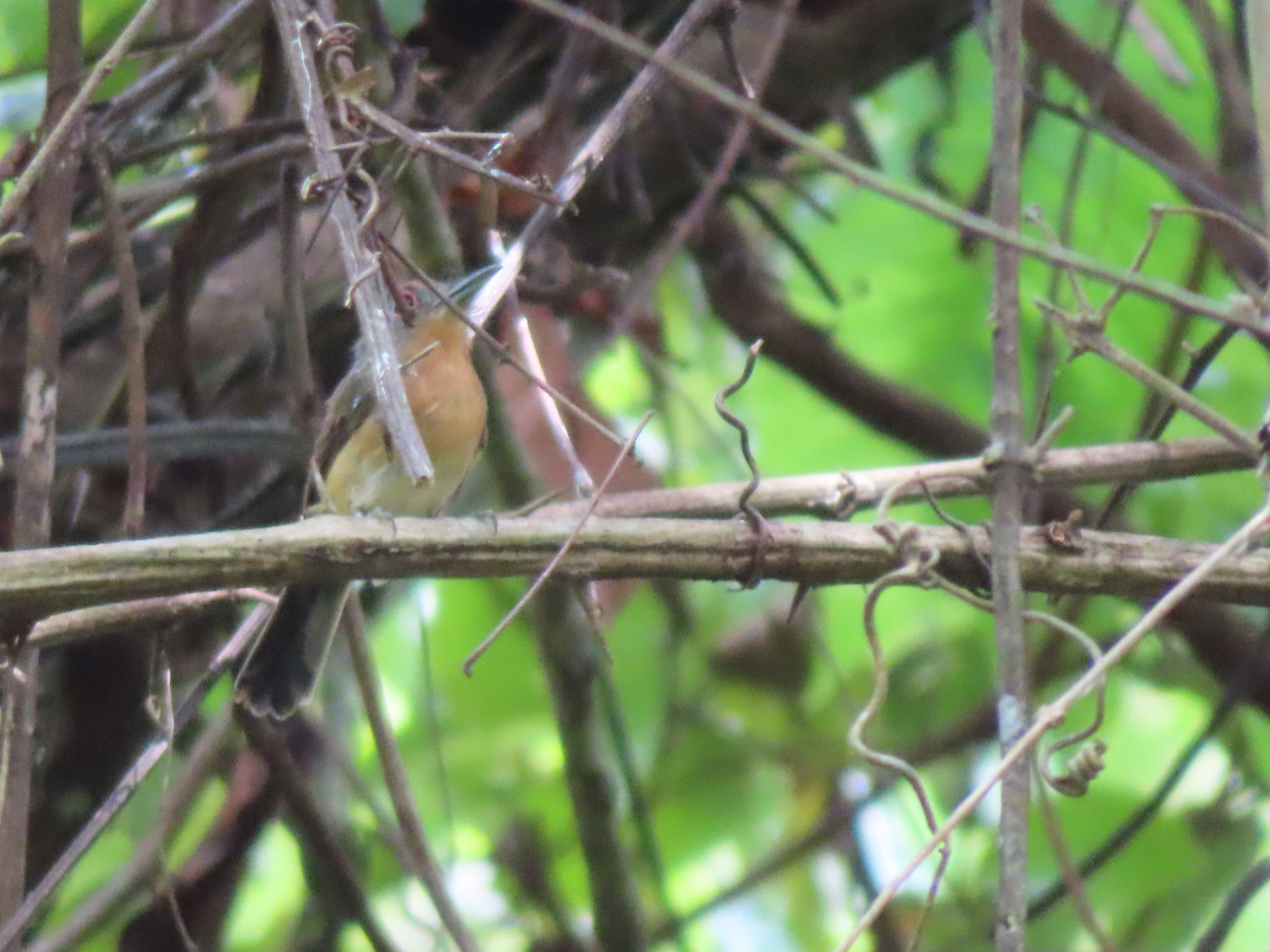 Grey-cheeked Nunlet (Nonnula frontalis), photo 7