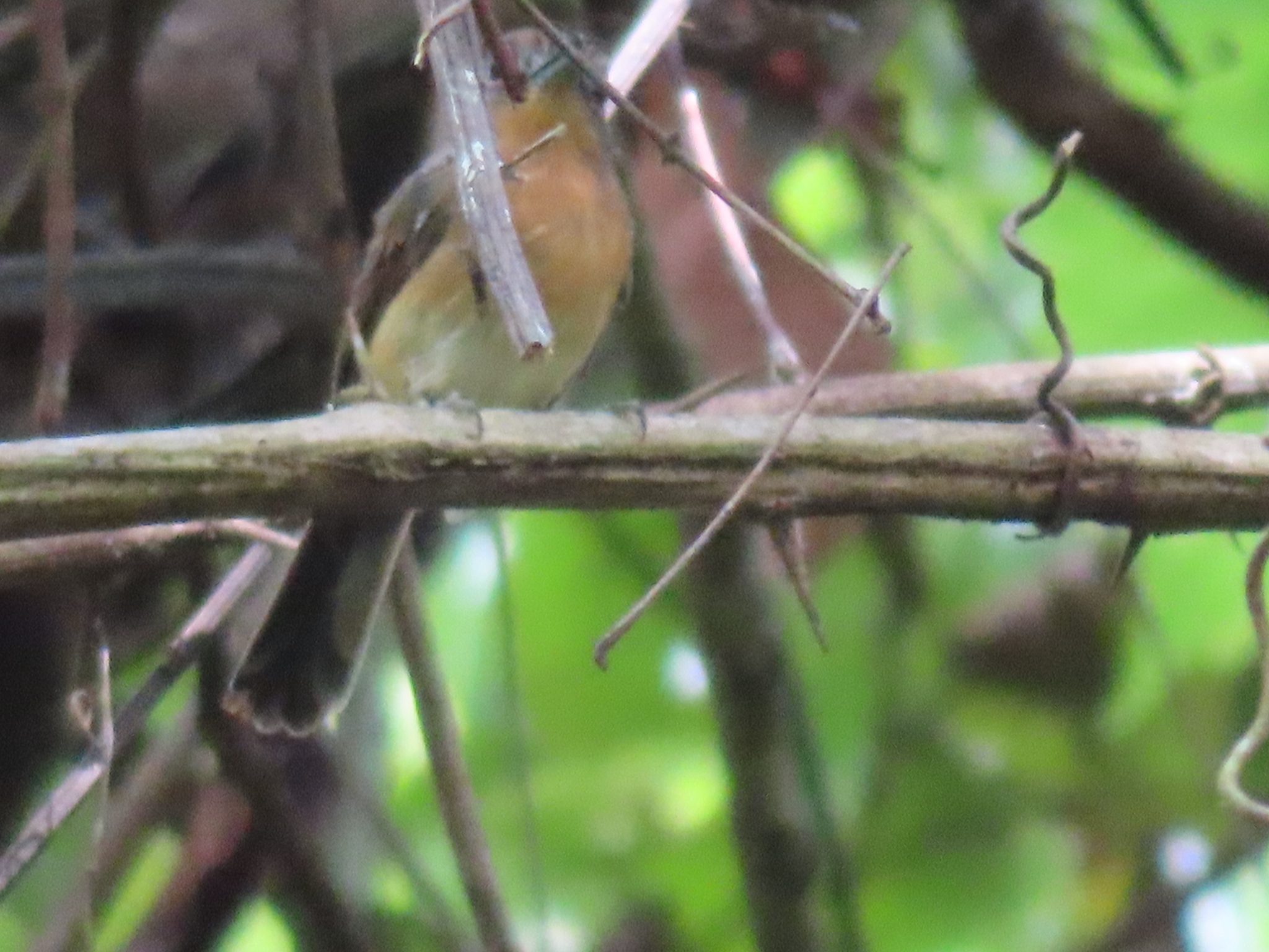 Grey-cheeked Nunlet (Nonnula frontalis), photo 8