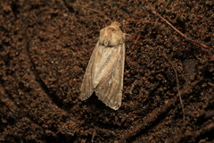 Conisania leineri