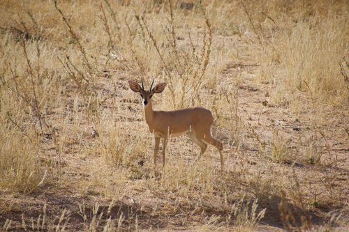Steenbok