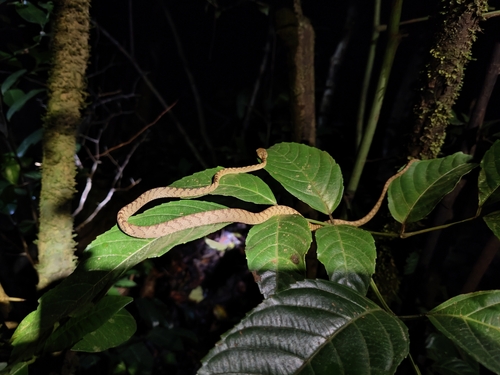 Beddome's Cat Snake