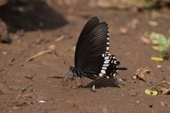 Papilio polytes romulus