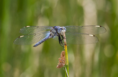 Libellula comanche