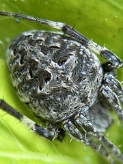 Neoscona nautica