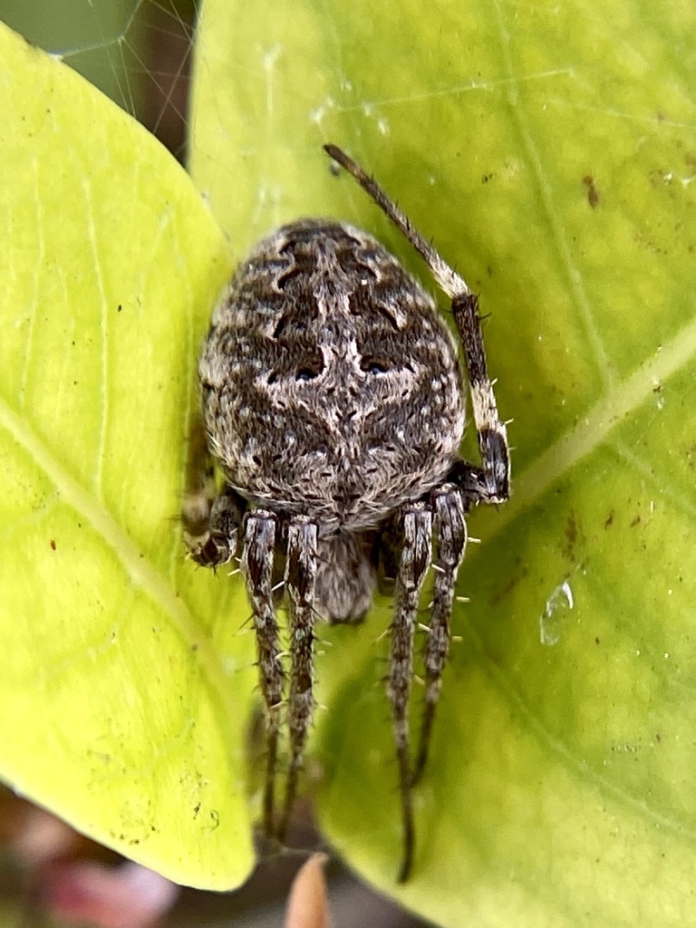 Brown Sailor Spider