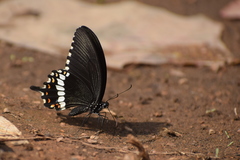 Papilio polytes romulus