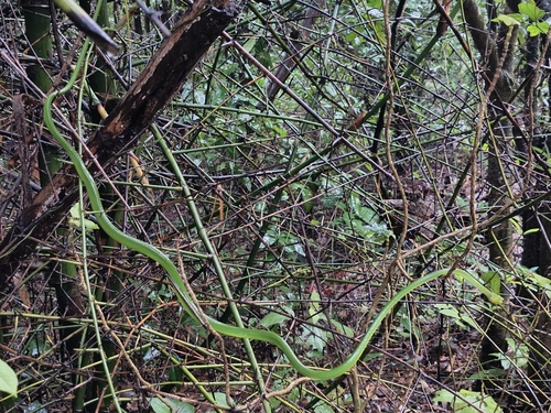 Northern Western Ghats Vine Snake
