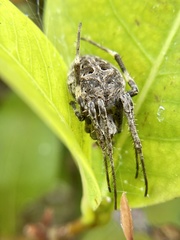 Neoscona nautica