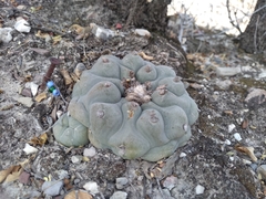 Lophophora diffusa