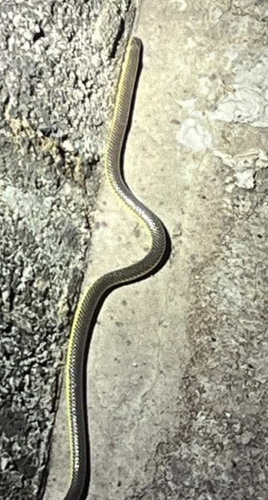 Kalahari Purple-glossed Snake