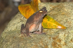 Ingerophrynus celebensis