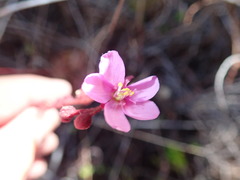 Drosera admirabilis