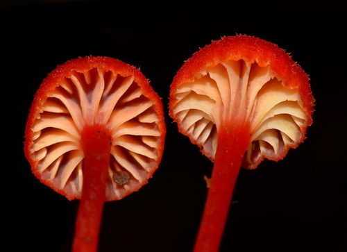 Goblet Waxcap