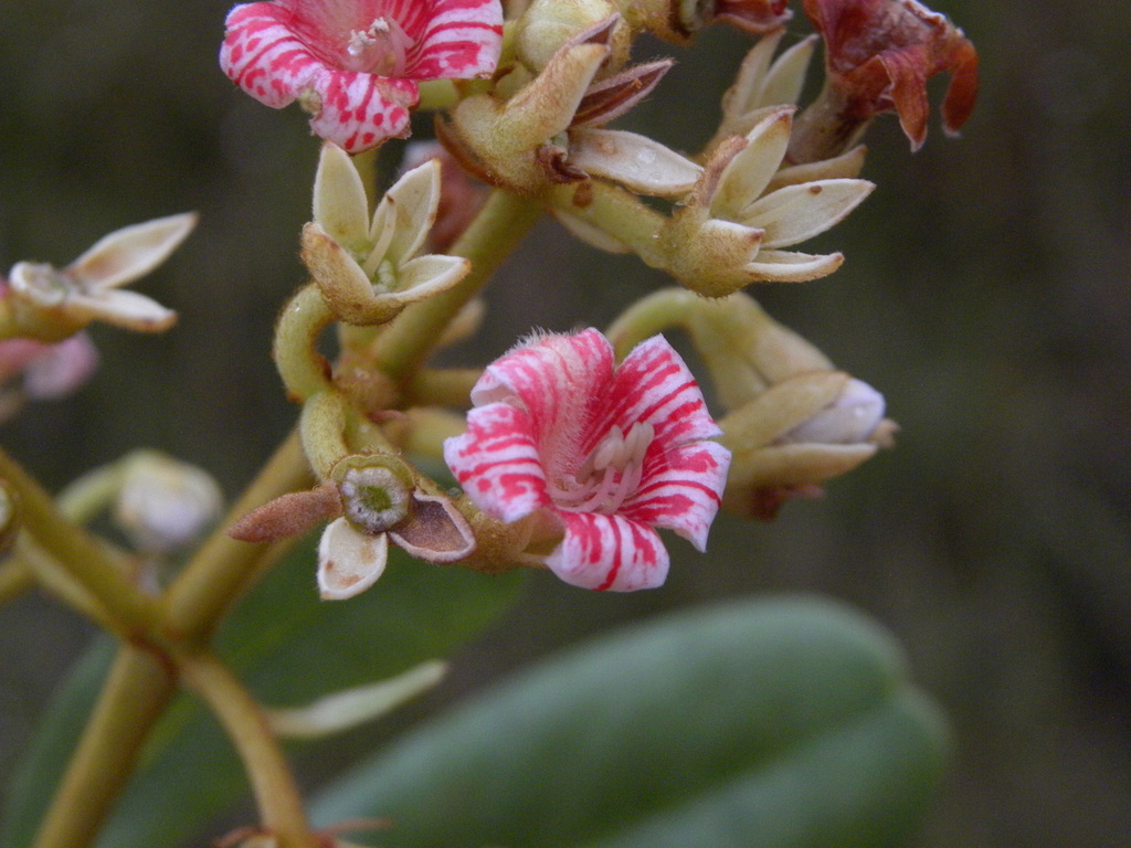 Platycarpum froesii