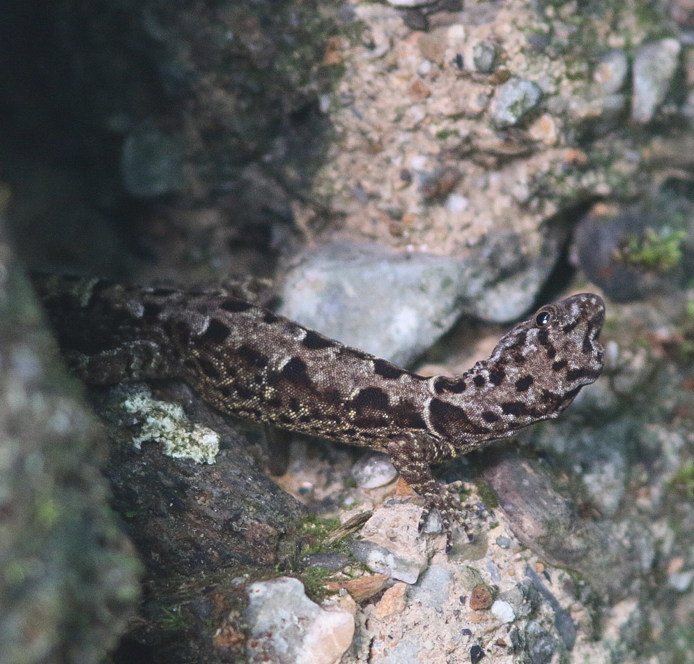 Brilliant South American Gecko