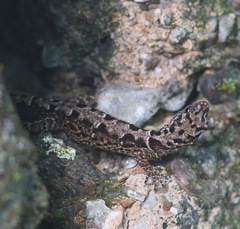 Gonatodes ceciliae