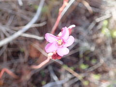 Drosera admirabilis