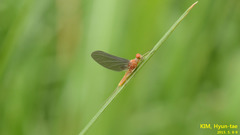 Uracanthella punctisetae