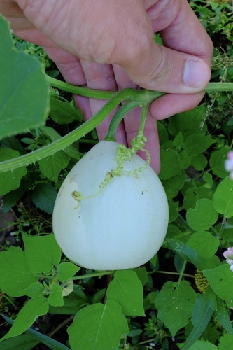 Cucurbita melopepo, photograph 1