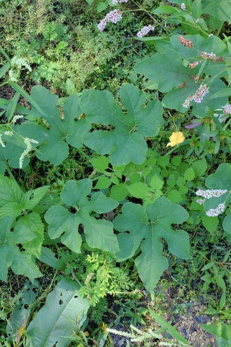 pattypan squash (Cucurbita melopepo)