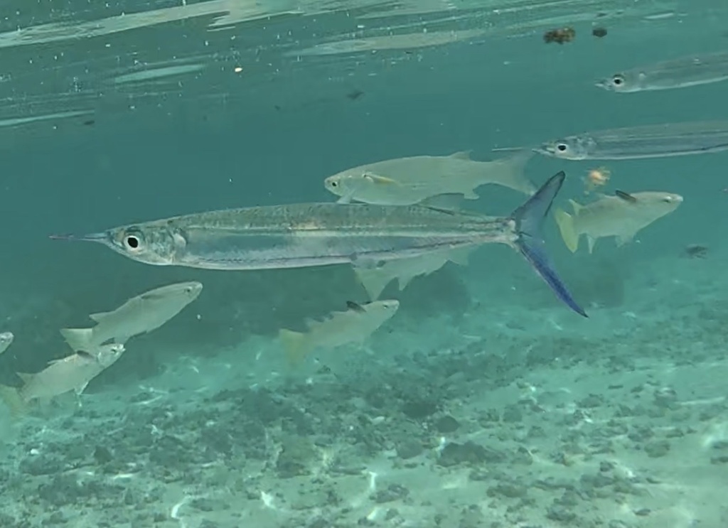 Lutke's halfbeak (Hemiramphus lutkei) — Hemiramphidae
