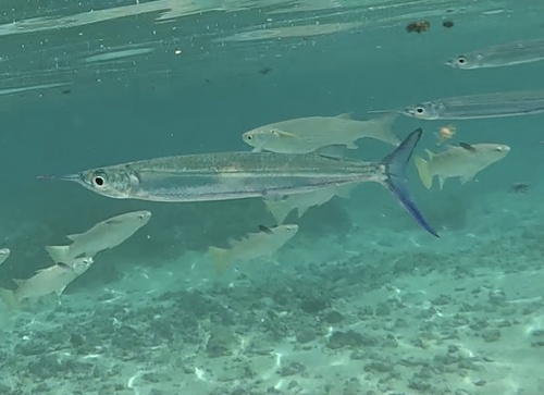 Lutke's halfbeak (Hemiramphus lutkei) — Hemiramphidae