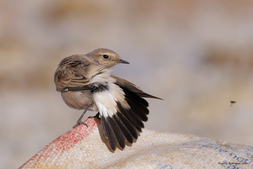 Desert Wheatear