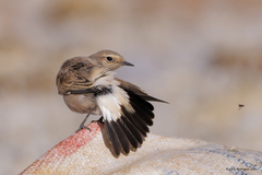 Desert Wheatear photo 3