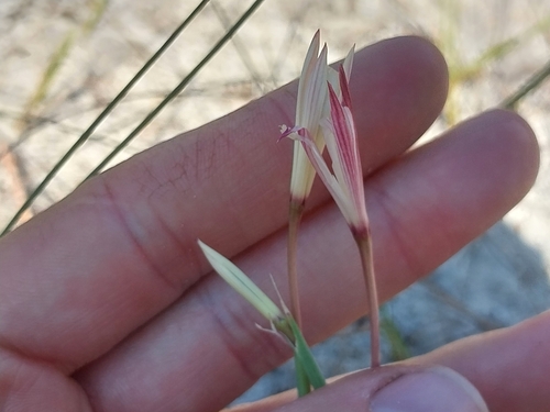 Geissorhiza tenella