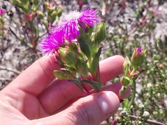 Ruschia tecta
