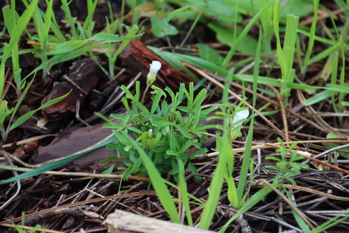 candycane woodsorrel (Oxalis versicolor)