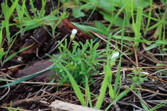 Oxalis versicolor, photograph (c) Tony Rebelo, some rights reserved (CC BY-SA)