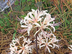 Lycoris × albiflora
