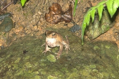 Ingerophrynus celebensis