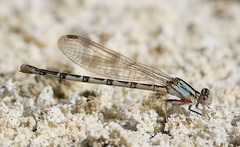 Argia alberta