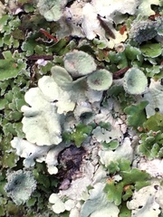 Cladonia asahinae