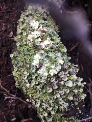 Cladonia asahinae