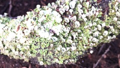 Cladonia asahinae