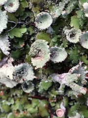 Cladonia asahinae