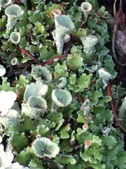 Cladonia asahinae