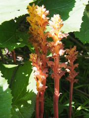 Orobanche flava