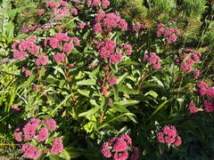 Hylotelephium telephium fabaria