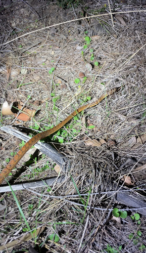 Brown Tree Snake sighting