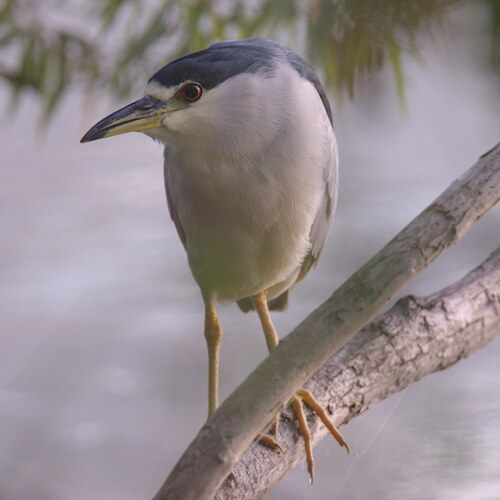 Black-crowned Night Heron photographed in Illinois
