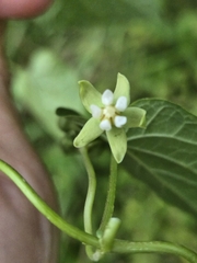 Cynanchum boudieri, photograph (c) 賴碧珠, some rights reserved (CC BY)
